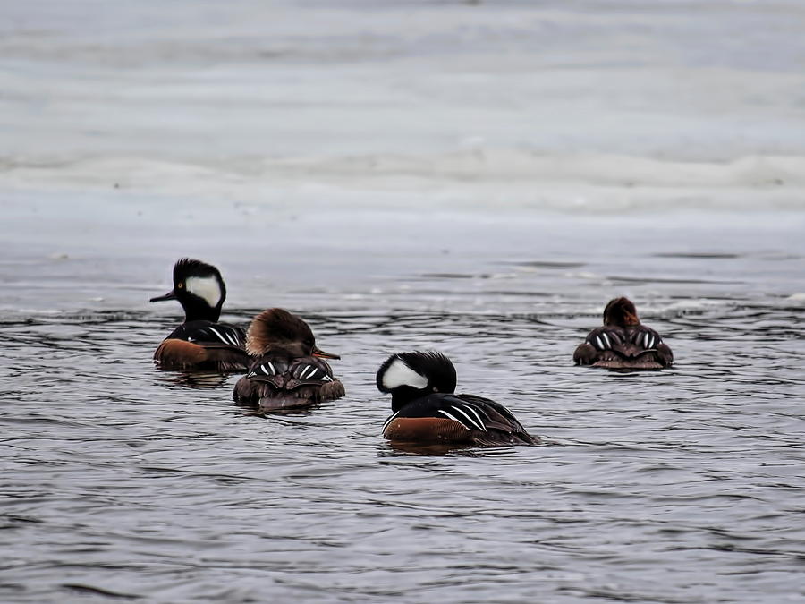 Hooded Merganser Hens And Drakes Photograph by Dale Kauzlaric