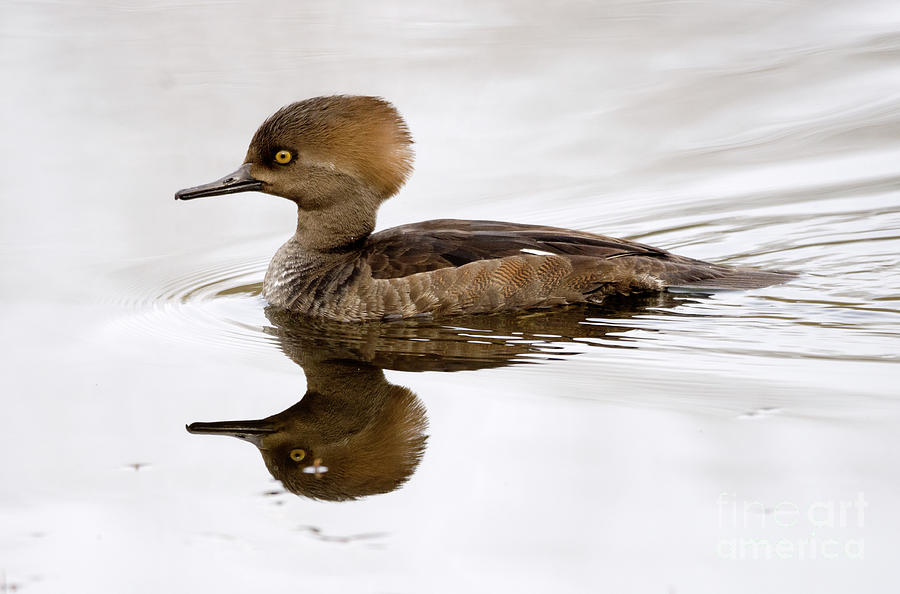 Hooded Merganser Photograph by Kristine Anderson
