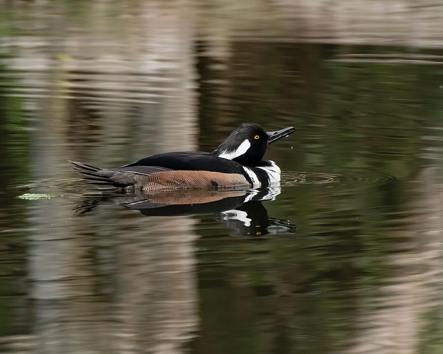 Hooded Merganser Photograph by Larry Maras Hooded Merganser Photograph by Larry Maras