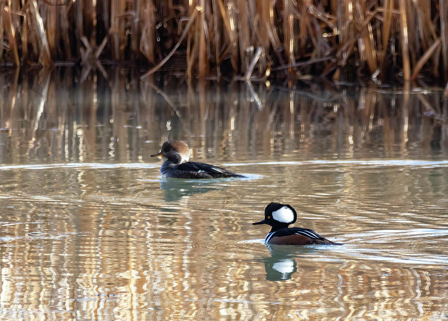 Hooded Merganser by Michael Chatt Hooded Merganser by Michael Chatt