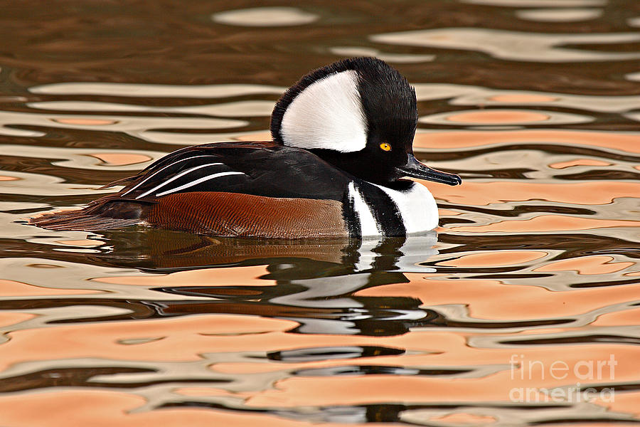 Hooded Merganser On Colorful Water Photograph by Max Allen