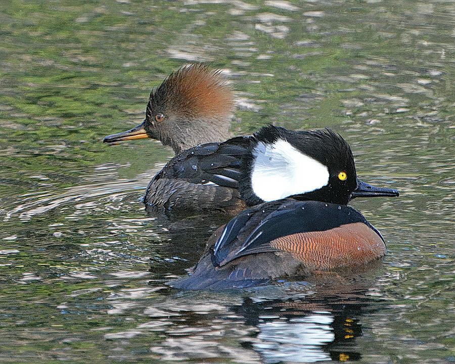 Hooded Merganser Pair Photograph by Jerry Griffin