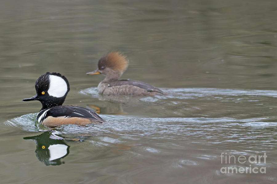 Hooded Merganser Spring Pair Photograph by Natural Focal Point Photography
