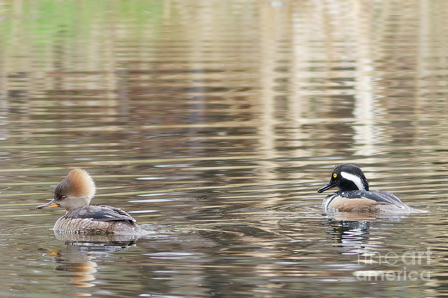 Hooded Merganser Spring Pairing Photograph by Natural Focal Point Photography