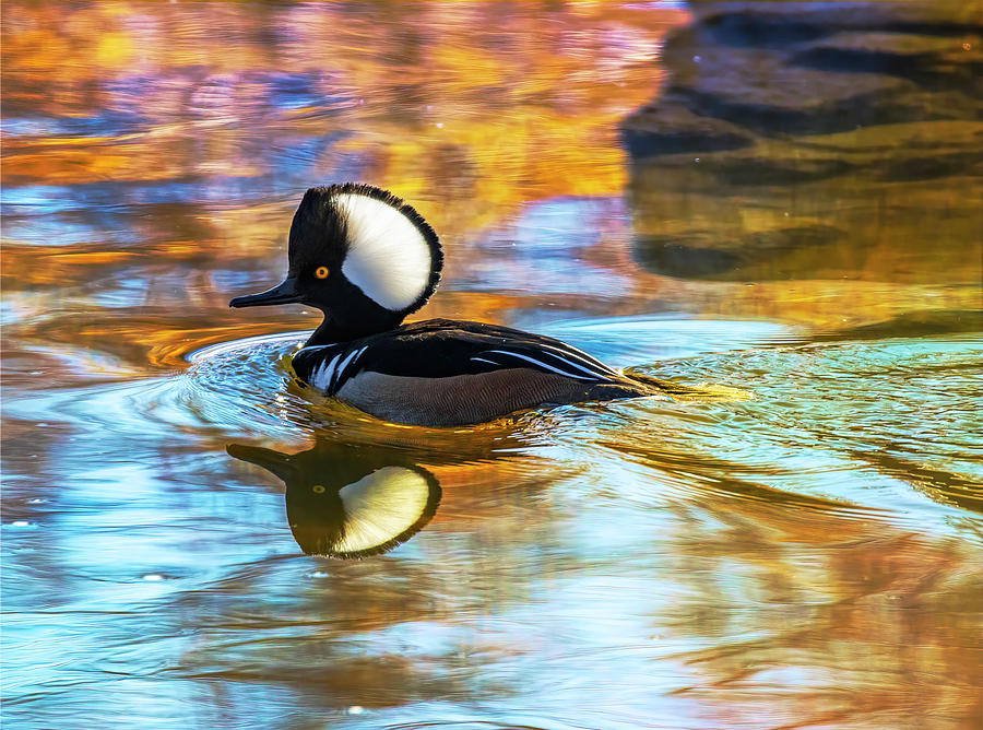 Hooded Merganser with Reflection Photograph by Lowell Monke