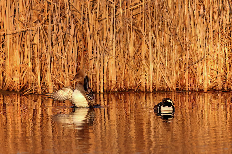 Hooded Mergansers Photograph by Brook Burling