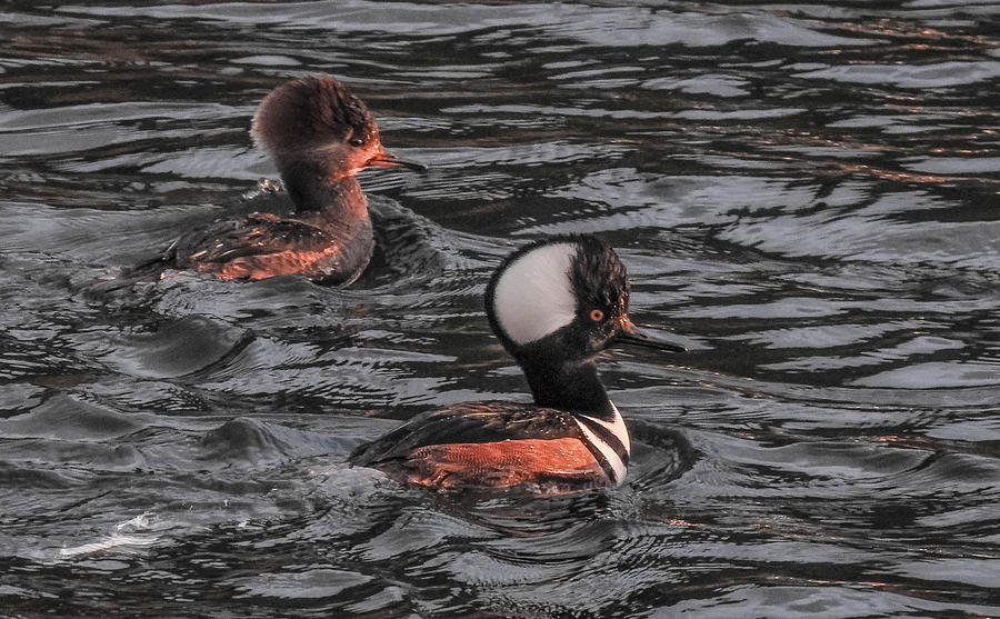 Hooded Mergansers Photograph by Will LaVigne