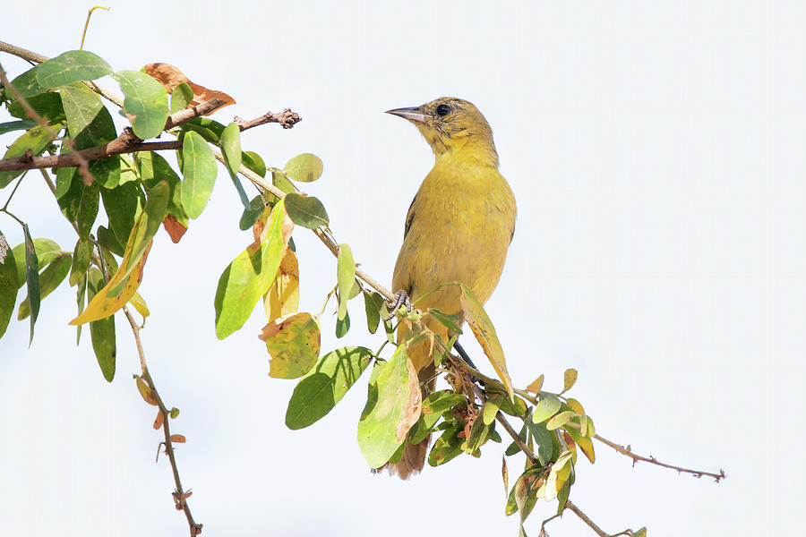 Hooded Oriole 2022 01 Photograph