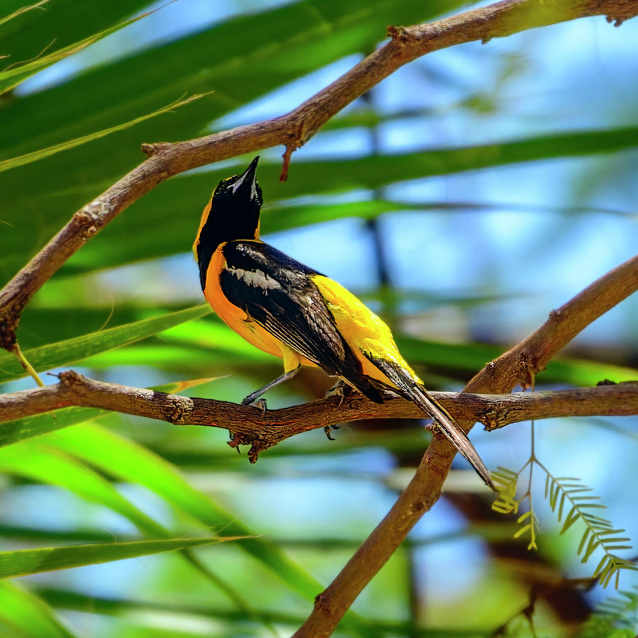 Hooded Oriole 24439 Photograph