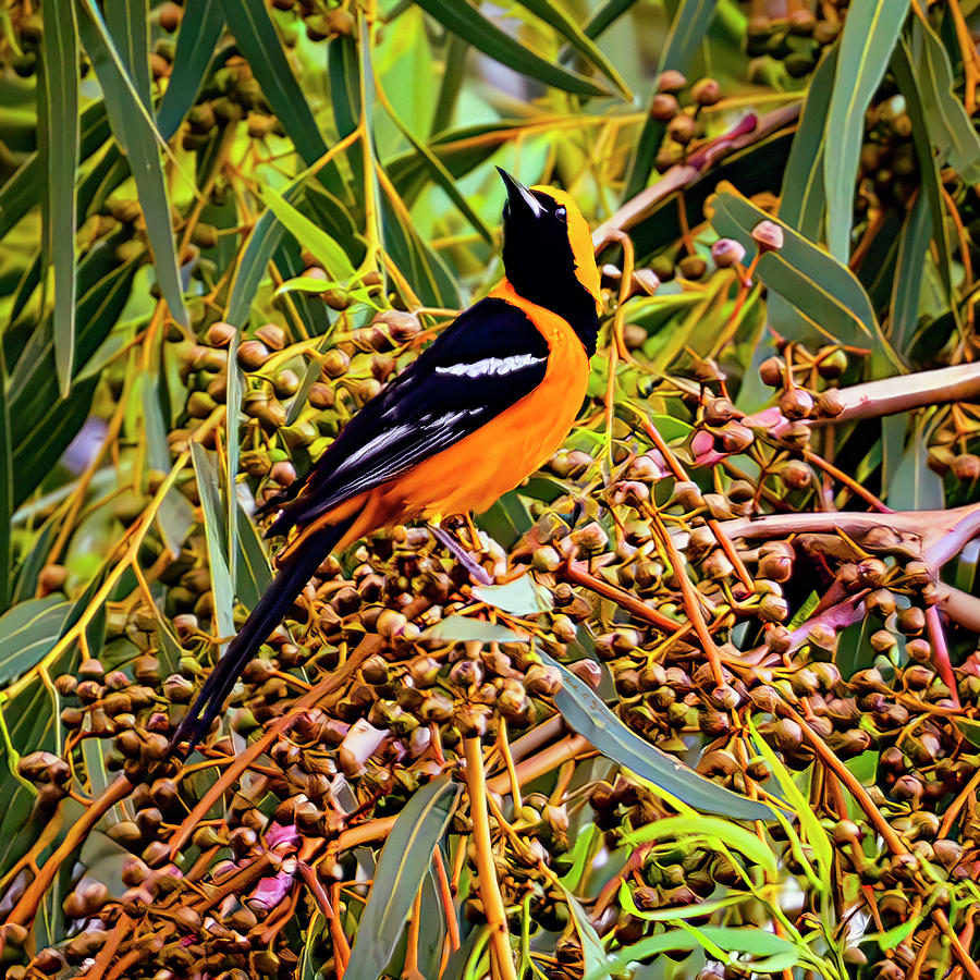 Hooded Oriole 24765 Photograph