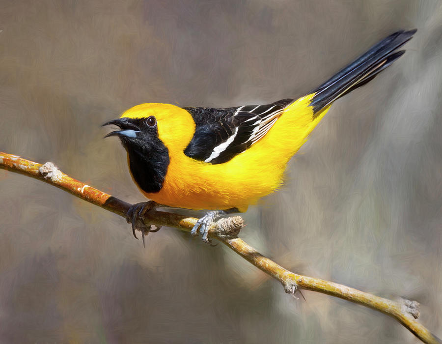 Hooded Oriole Photograph by Art Cole Hooded Oriole Photograph by Art Cole