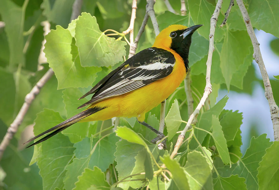 Hooded Oriole In Treetops Photograph