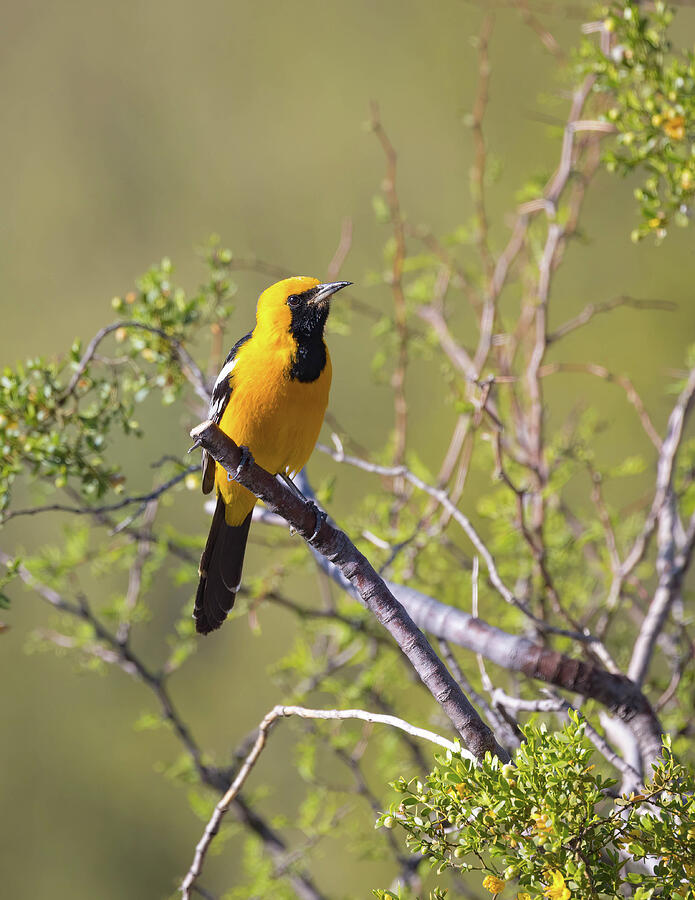 Hooded Oriole Photograph by Rosemary Woods Images - Fine Art America