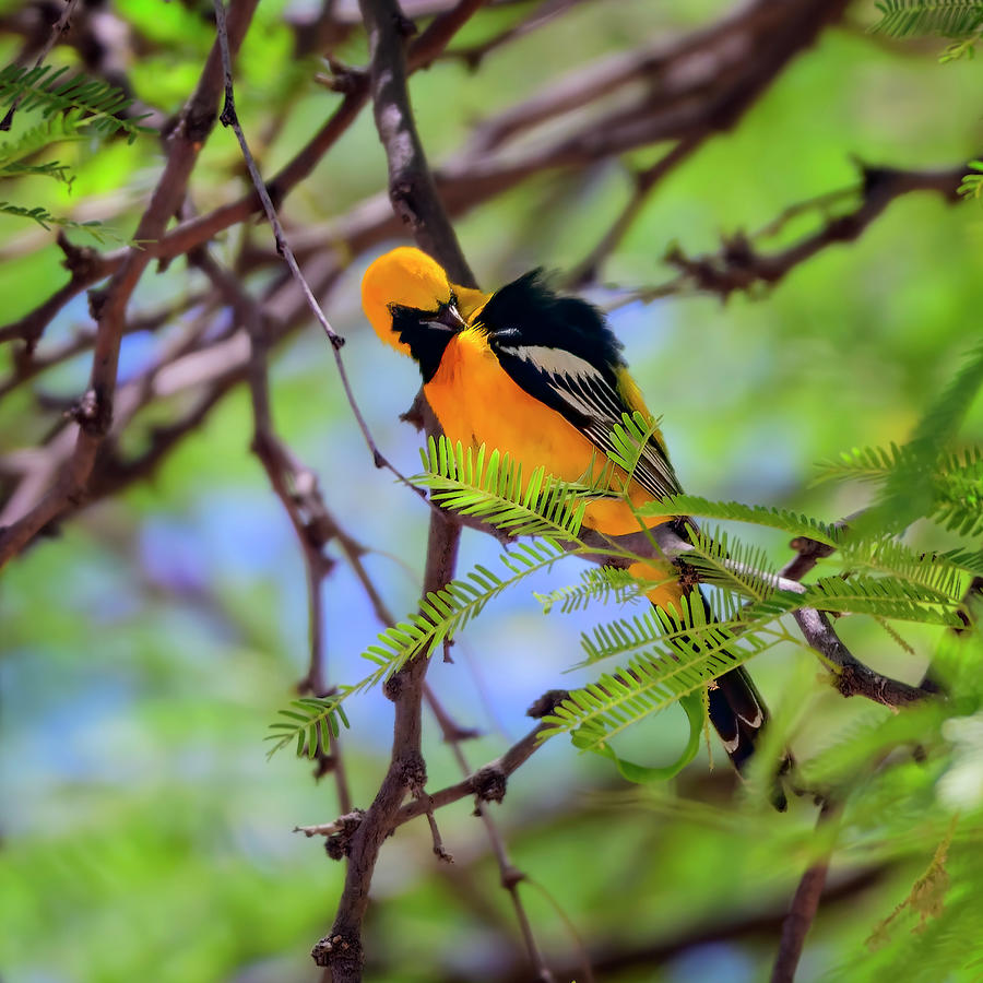 Hooded Oriole S115145 Photograph