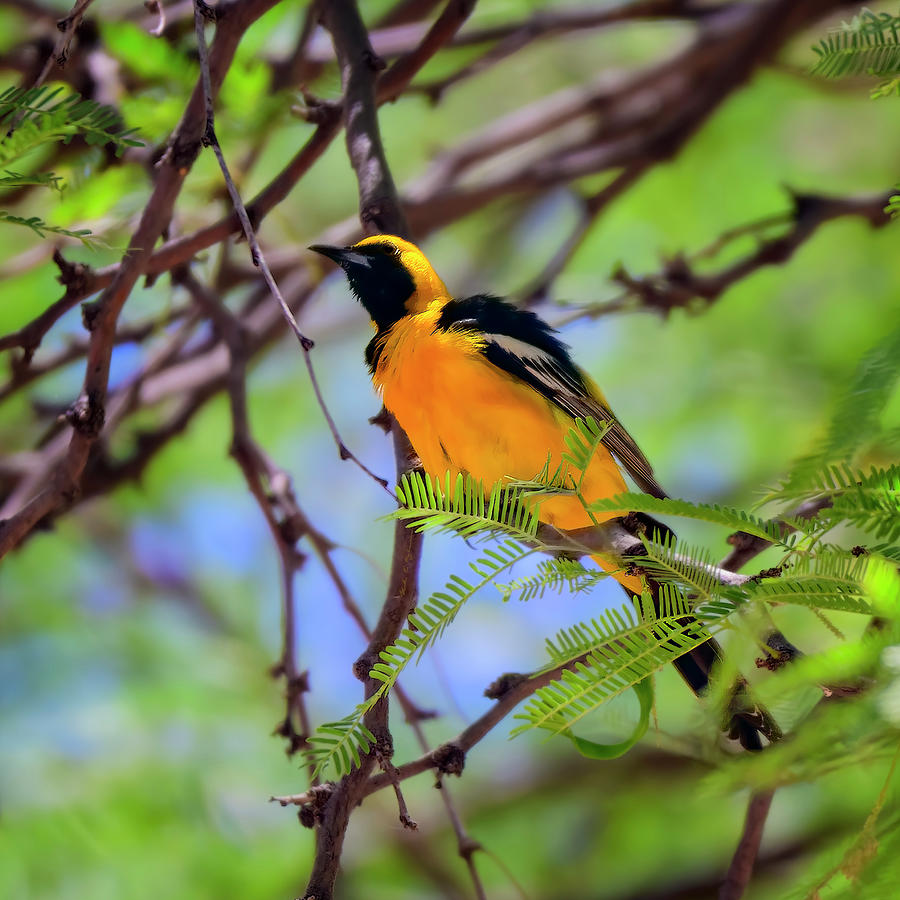 Hooded Oriole s115146 Photograph by Mark Myhaver