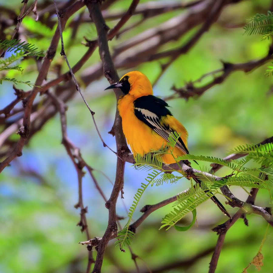 Hooded Oriole s115158 Photograph by Mark Myhaver