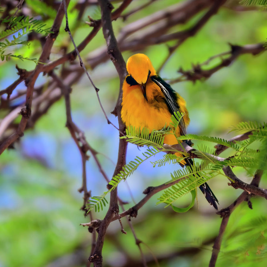 Hooded Oriole S115159 Photograph