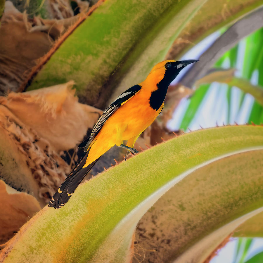 Hooded Oriole S132419 Photograph
