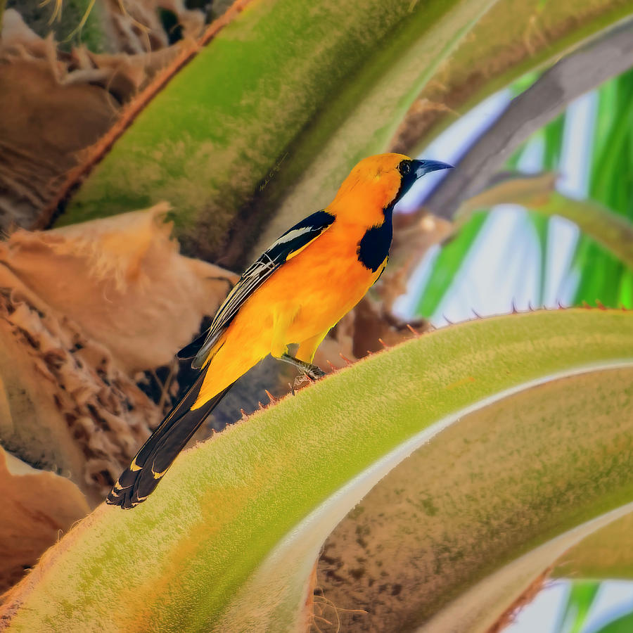 Hooded Oriole s132420 Photograph by Mark Myhaver