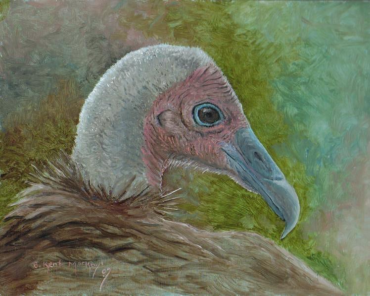 Hooded Vulture portrait Painting by Barry Kent MacKay
