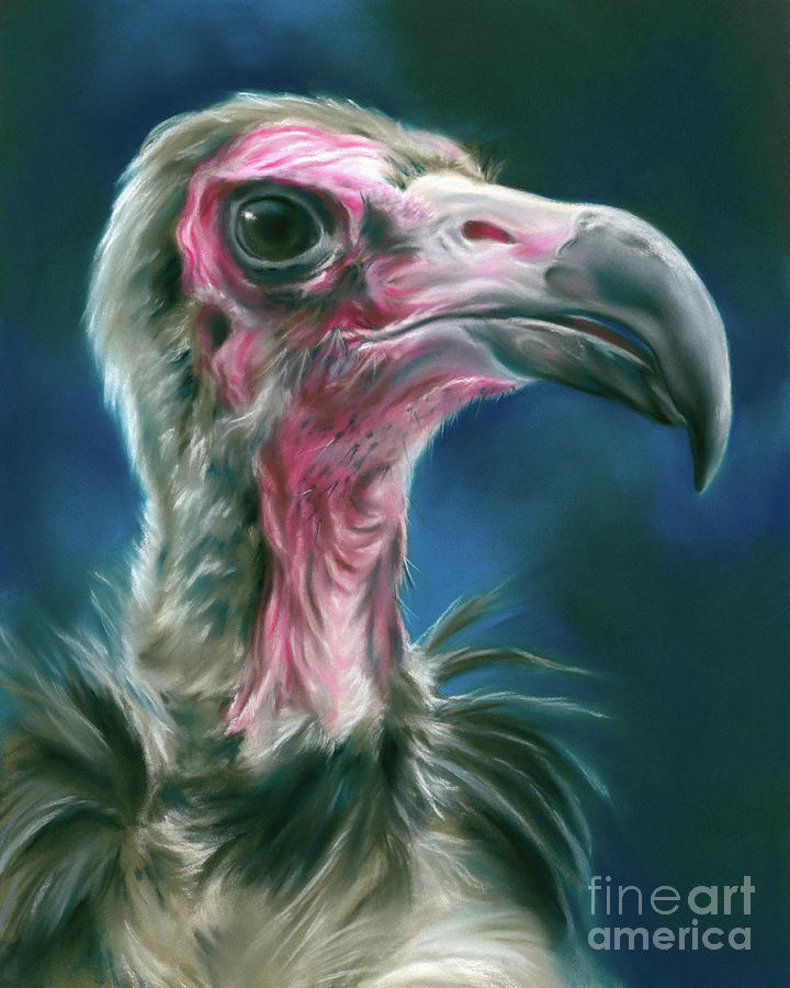Hooded Vulture Scavenger Bird Portrait Painting by MM Anderson
