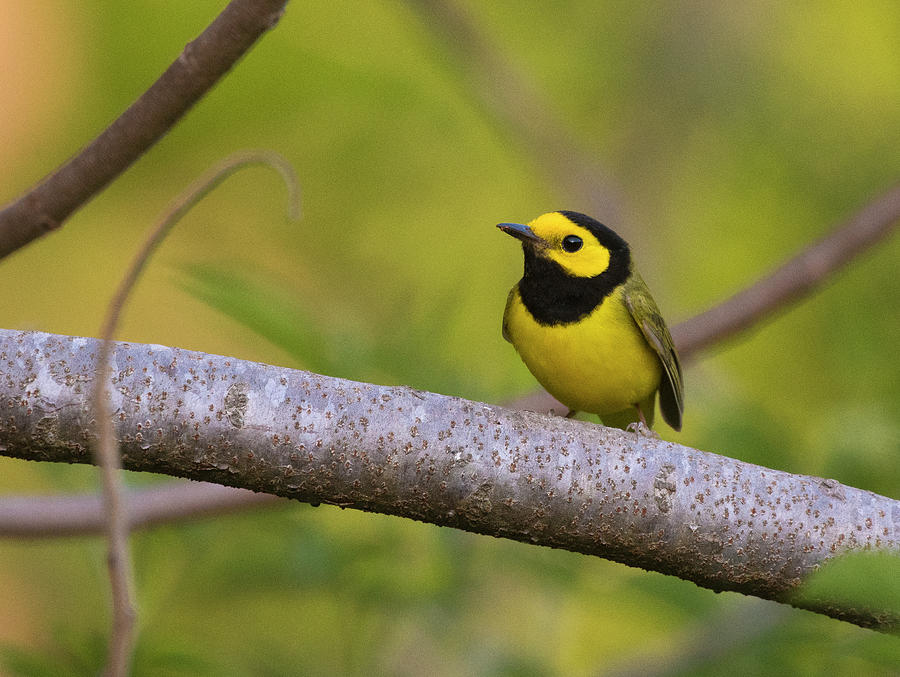 Hooded Warbler, North Carolina Uwharrie Springtime Photographic Print 2 Photograph by Eric Abernethy