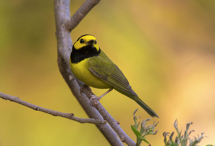 Hooded Warbler, North Carolina Uwharrie Springtime Photographic Print Photograph by Eric Abernethy