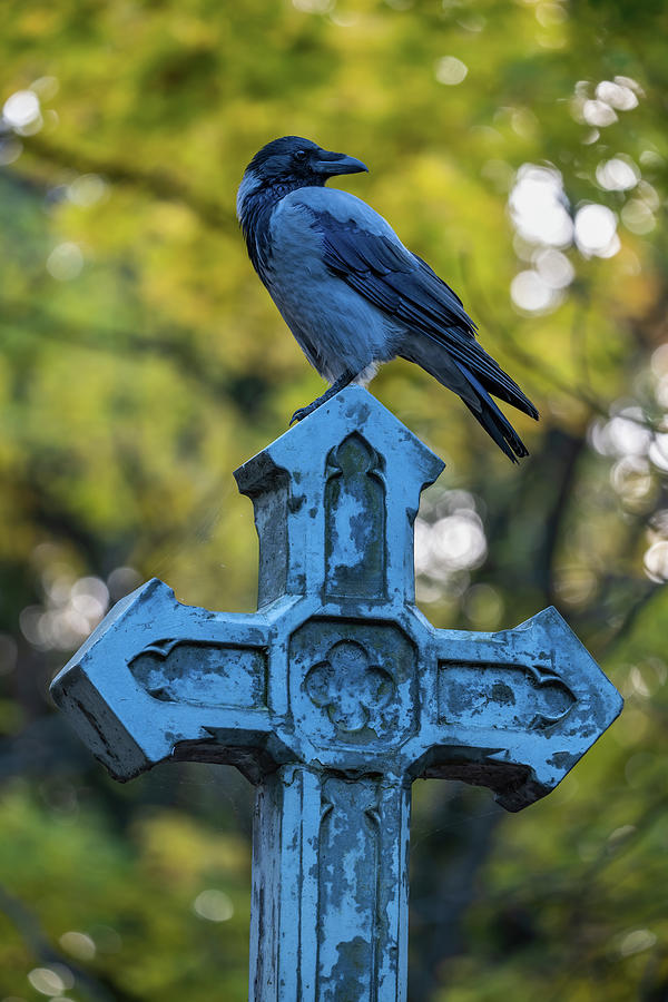Hooden Crow On Cross Photograph by Artur Bogacki