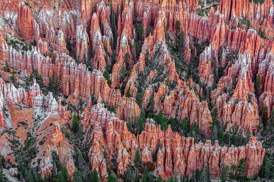 Bryce Canyon National Park Photograph - Hoodoo Maze At Bryce Point by Angelo Marcialis