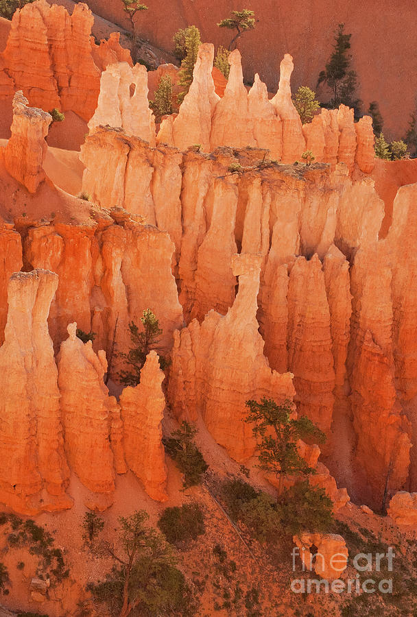 Hoodoos In Morning Light  Bryce Canyon National Park Utah Photograph by Dave Welling
