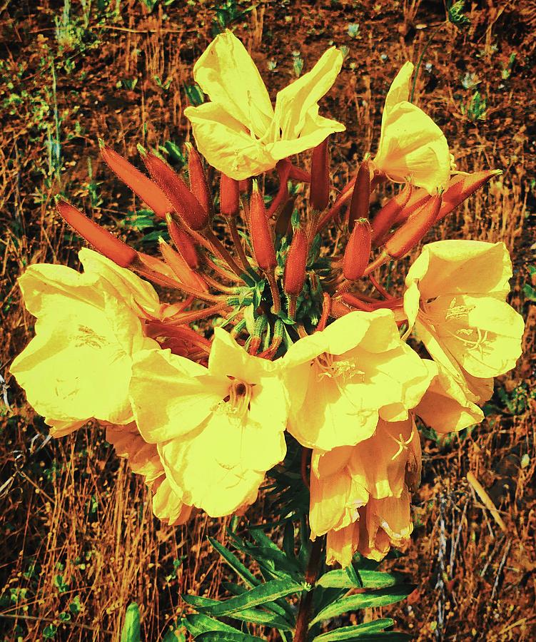 Hookers Blossoms in the Wild Photograph by Marco Sales Photography Hookers Blossoms in the Wild Photograph by Marco Sales Photography