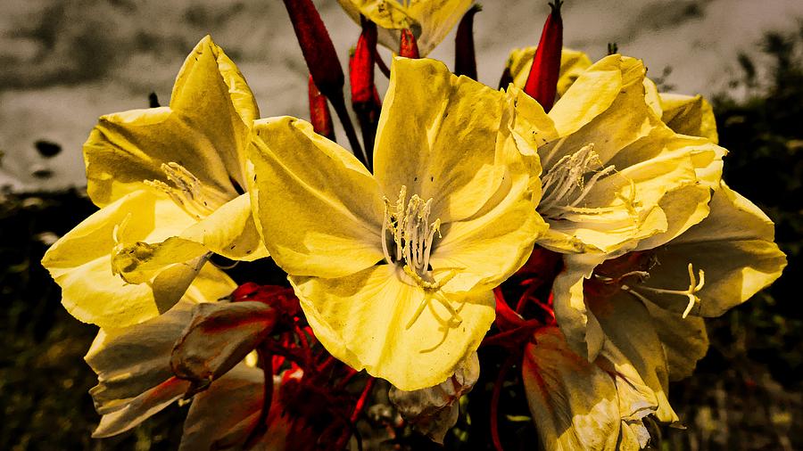 Hookers Evening Primrose Flower Photograph by Marco Sales