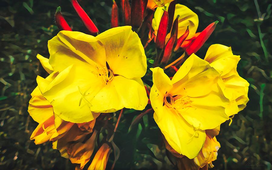 Hookers Evening Primrose Yellow Flower Photograph by Marco Sales