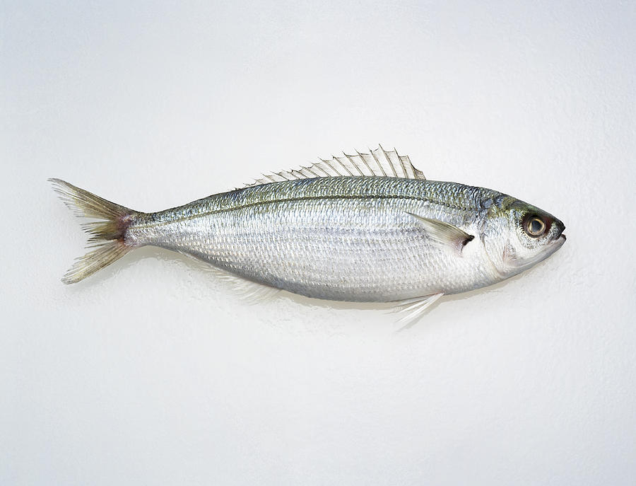 Hoopla Snapper Fish on white Photograph by Jonathan Kitchen
