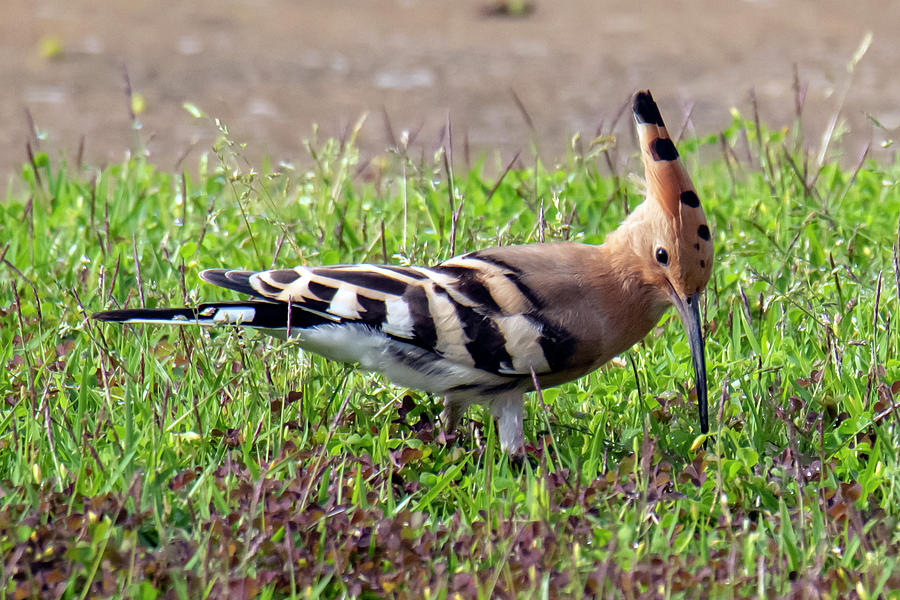 Hoopoe Getting a Bug in the Grass Photograph by William Bitman