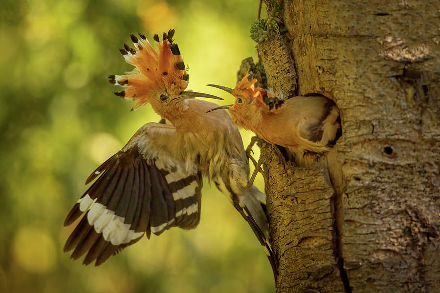 Hoopoe time Photograph by Piotr Skrzypiec