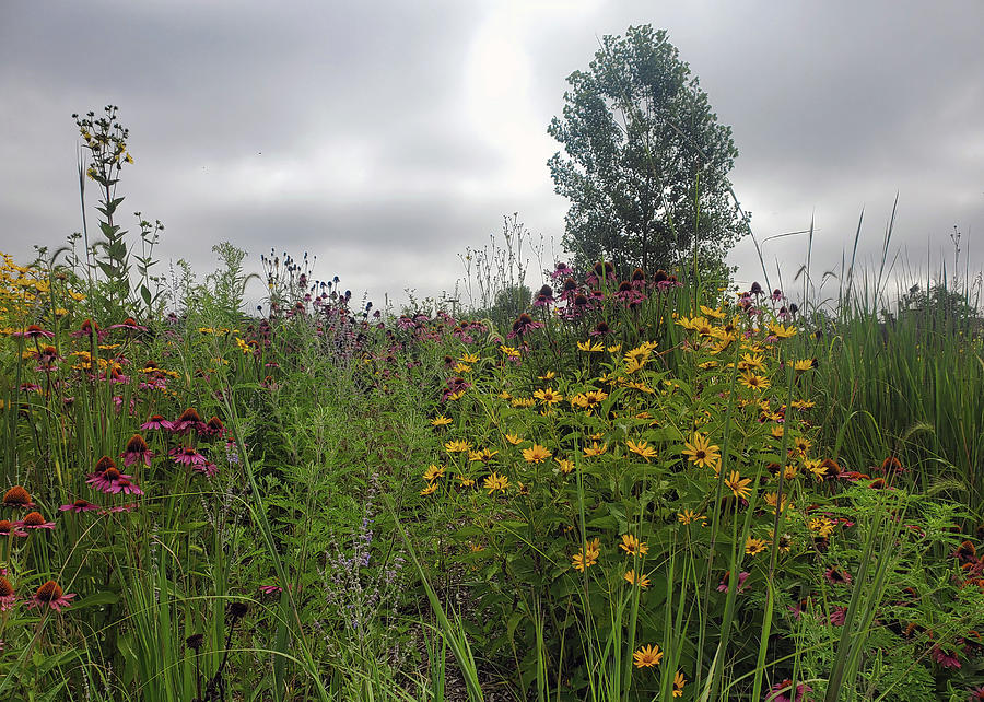 Hoosier Prairie Blooms Photograph by Lois Tomaszewski