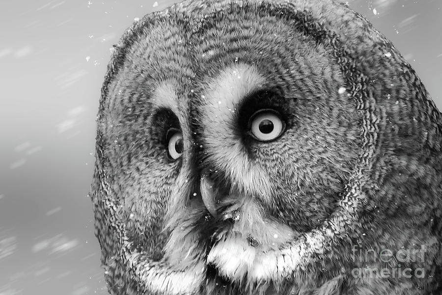Great Gray Owl In Snow Black and White Photograph by Nikki Vig
