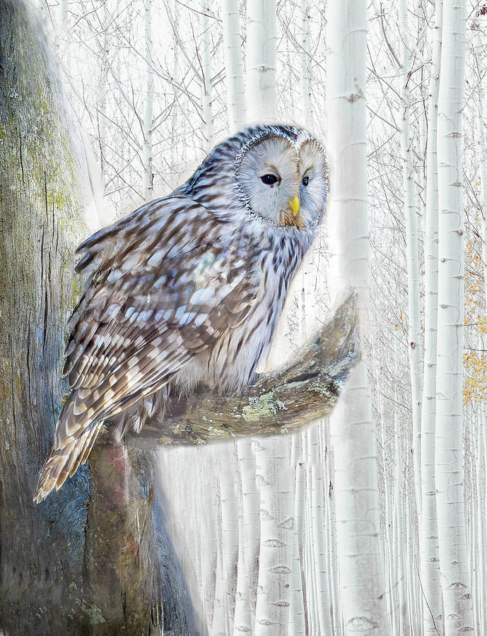 Hoot Owl Painterly Photograph by Norma Brandsberg