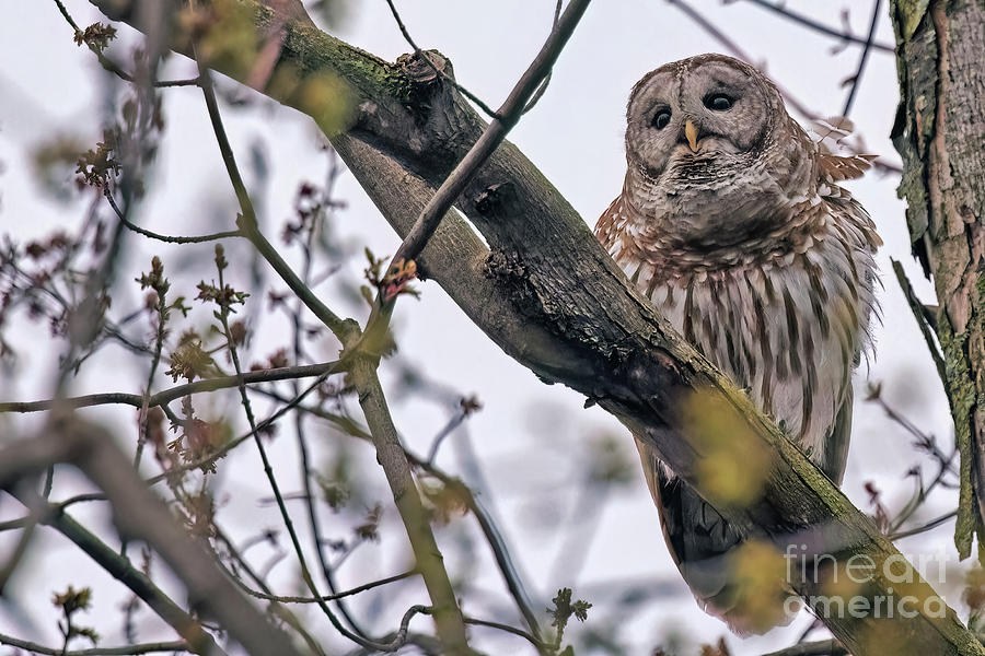 Hooting Barred Owl In Minnesota Photograph By Natural Focal Point