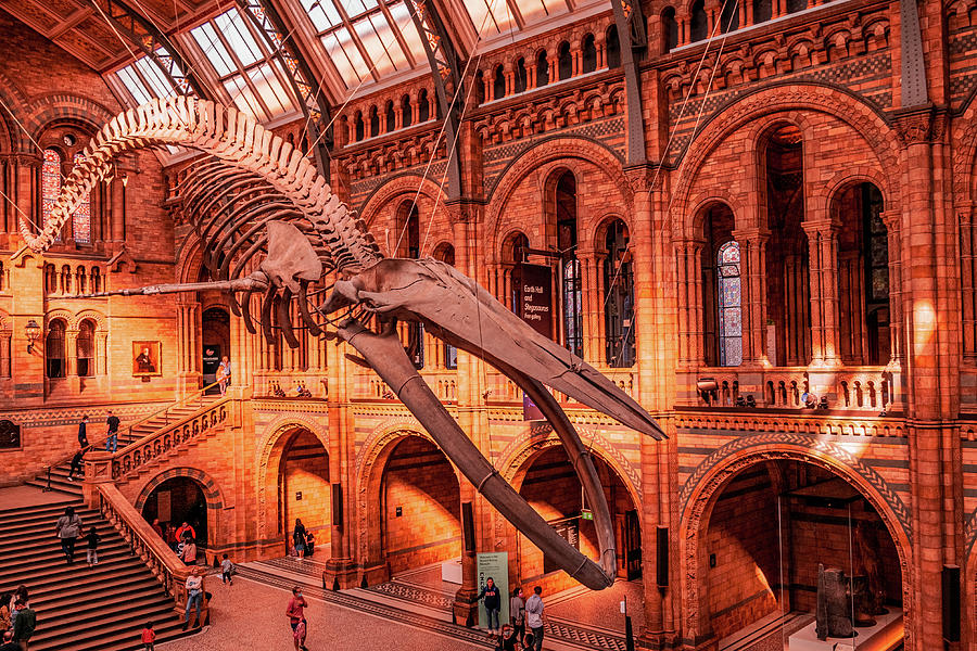 Hope Blue Whale Natural History Museum Photograph by Angela Carrion Photography