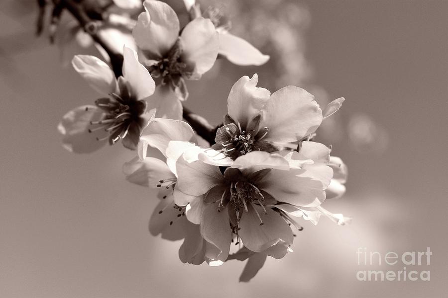 Hope Flower Blossoms In Spring BNW Photograph by Leonida Arte