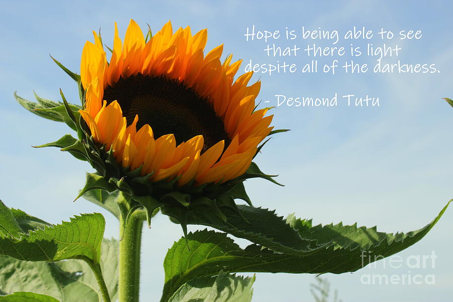Sunflower Photograph - Hope is the Answer by Dora Sofia Caputo