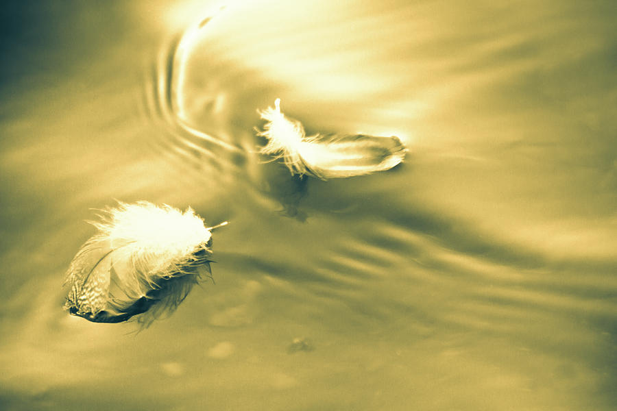 Feather Photograph - Hope is the thing with feathers by Bob Orsillo