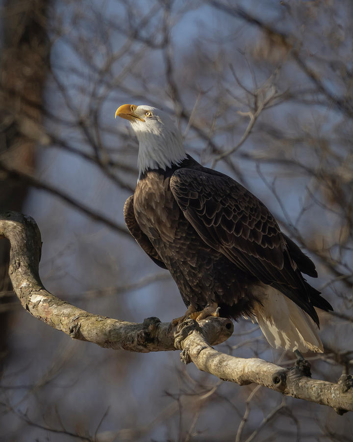 Eagle Photograph - Hope  by Rhoda Gerig