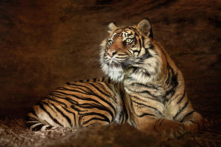 Hope Springs Eternal Photograph By Ashley Vincent Fine Art America