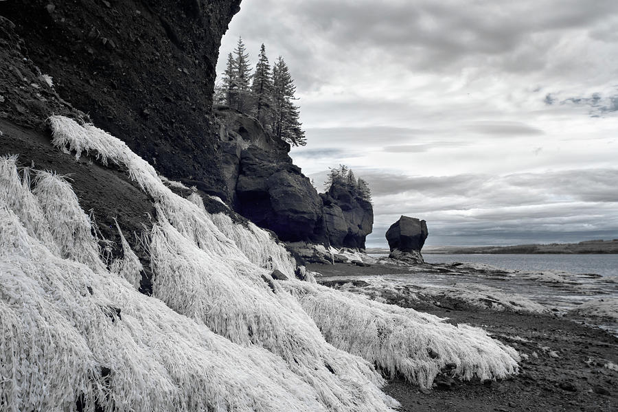 Hopewell Rocks Infrared Photograph by Tracy Munson
