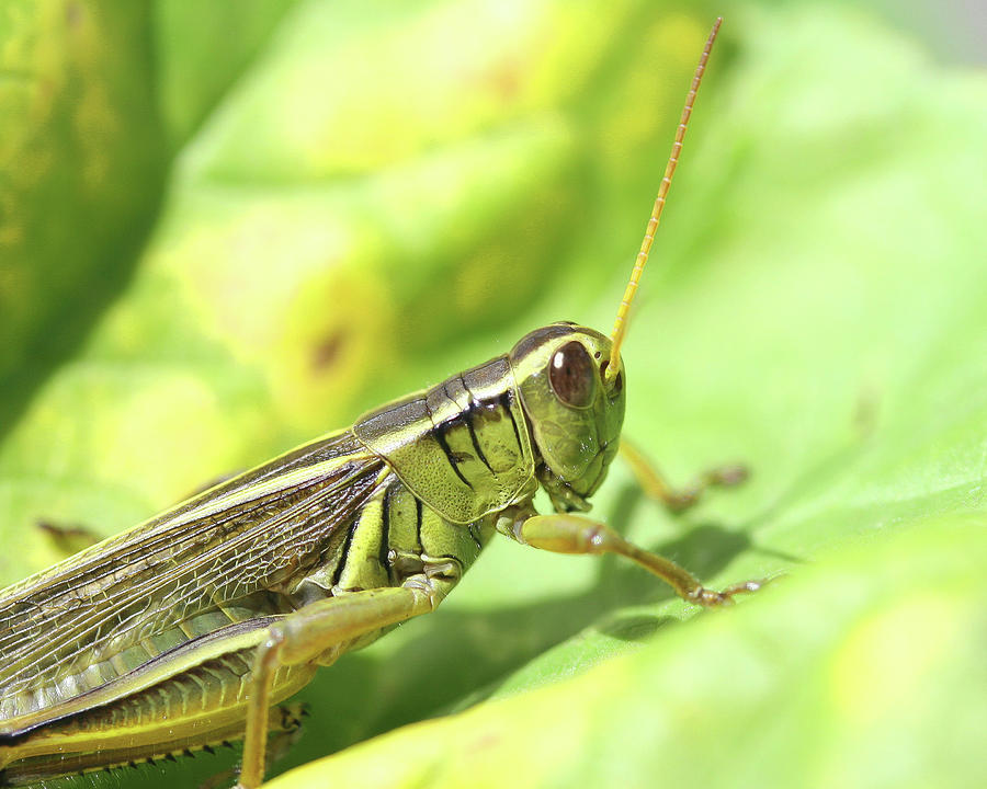 Two striped grasshopper Photograph by Kevin Allen - Fine Art America