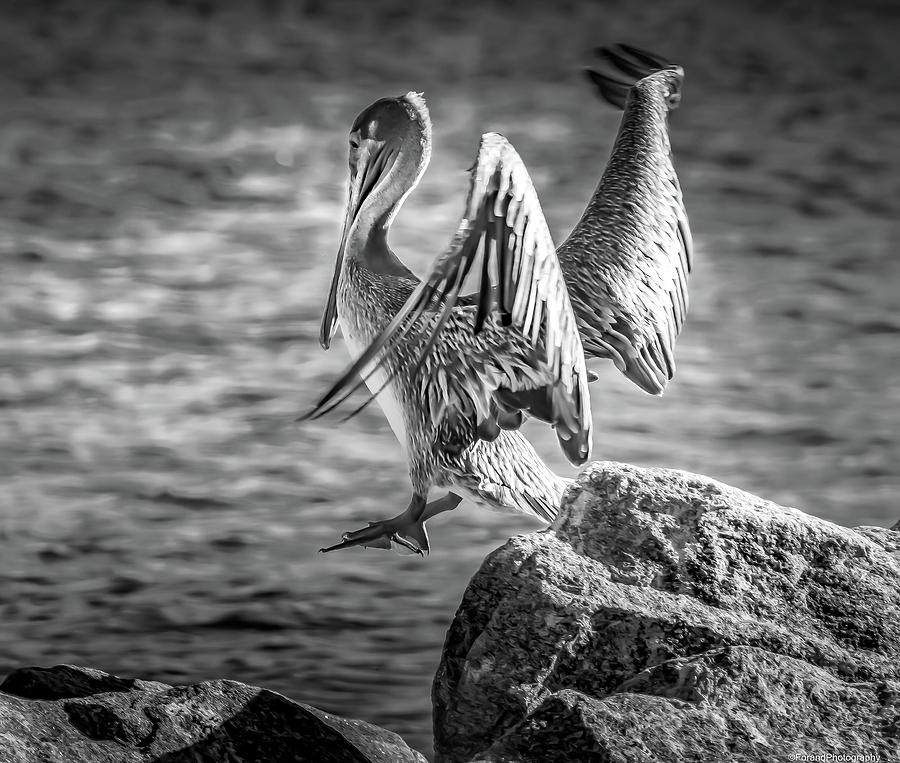 Hopper The Pelican  Photograph by Debra Forand