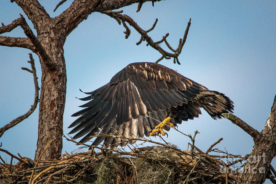 Hopping Eagle Photograph by Tom Claud